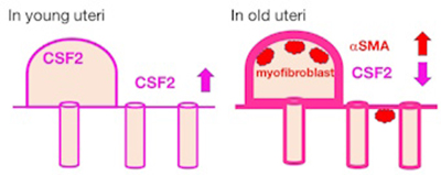 Diagram showing reduced CSF2 and increased myofibroblasts in endometrial epithelia of older cows compared to heifers.