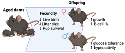 Diagram summarising the effects of maternal aging on fecundity and offspring phenotype.