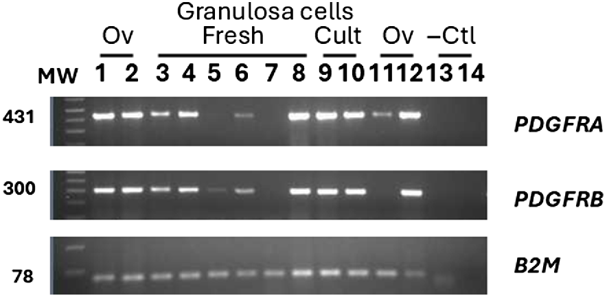 RD24174_F5.gif