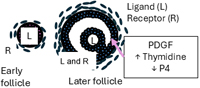 Schematic summarising the localisation of PDGF and its effect on progesterone and thymidine in the sheep follicle.