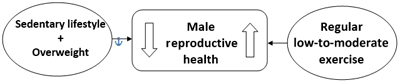 A simple flow chart showing factors that lower (on the left) and increase (on the right) male reproductive health.