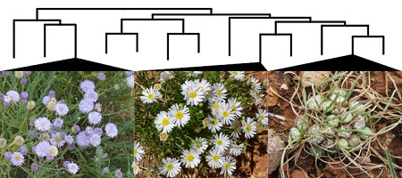 Photographs of Minuria cunninghamii, Minuria leptophylla and Isoetopsis gramninifolia.