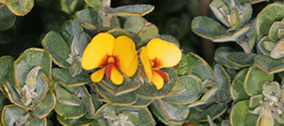 Photograph of Euchilus obcordatus of the tribe Mirbelieae.