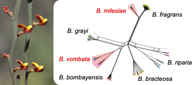 A photograph of Bossiaea bombayensis, and a SplitsTree phylogenetic network of seven Bossiaea species.