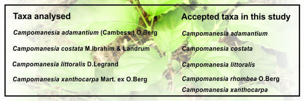 Inclusive schematic representation of species delimitations in the genus Campomanesia Ruiz & Pavón.