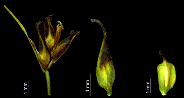 Images of inflorescence structures of a Carex archeri specimen (CHR-601143) – left to right: spike, utricle and achene.