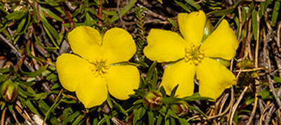 Photograph of Hibbertia procumbens (Dilleniaceae) flowers showing the radial floral symmetry typical of the subgenus.