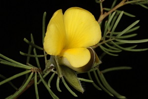 Photograph of the Gompholobium nitidum ‘linear’ morphotype (=G. cinctum sp. nov.) within the broader circumscription of G. nitidum.