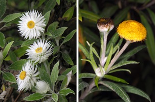 Photographs showing Australian paper daisies, Leucozoma (left) and Coronidium (right).