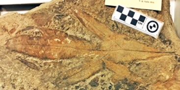 Type specimen of a leaf fossil of Proteaceaefolia araucoensis from Buen Retiro in South America.