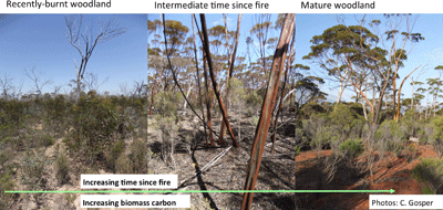 Quantifying the effect of time-since-fire and prior fire interval on biomass carbon.