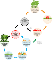 A scheme of fire cycle in a healthy open eucalyptus forest showing a change in vegetation with different fire management.