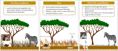 The role of fire in consuming herbivore dung and affecting nutrient dynamics in savannas, shown graphically.