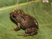 Photograph of a Sloane’s Froglet on a green leaf