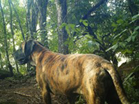 Photograph of a domestic dog in a forest