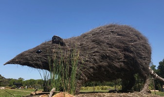 Photograph of the southern brown bandicoot sculpture at the Royal Botanic Gardens Cranbourne, Victoria, Australia.