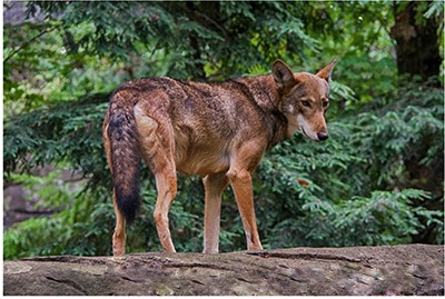 Photograph of a red wolf (Canis rufus)