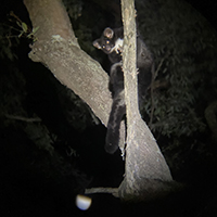 Photograph taken at night of a greater glider in a tree.