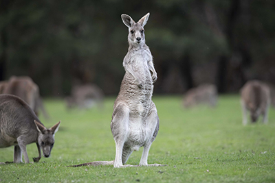 A photograph of a standing male Eastern Grey kangaroo (foreground) with grazing kangaroos in the background.