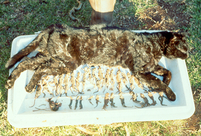 A feral cat carcass from this study showing stomach contents.