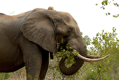 Male African elephant equipped with satellite-linked GPS-collar foraging in shrub vegetation.