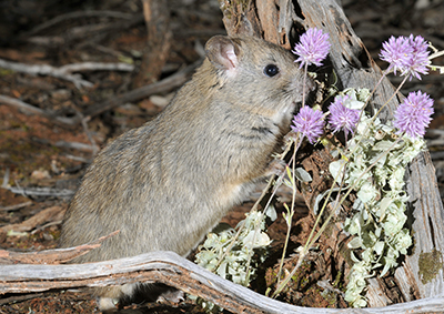 A photograph of an endangered greater stick-nest rat feeding on native vegetation in the predator proof enclosure.
