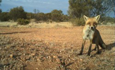 A photograph of red fox, a pest in Australia.