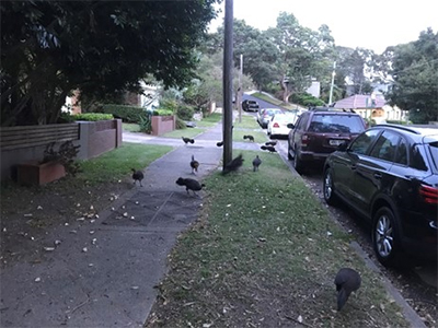 Eleven Australian brush-turkeys foraging on the sidewalk of a suburban street.