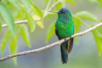 A photograph of a violet-capped woodnymph (Thalurania glaucopis) an endemic Brazilian Atlantic forest bird.