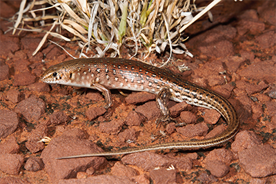 A photo of a spinifex specialist skink in Northern Territory.