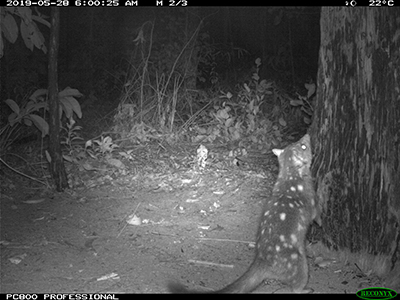 A photograph of a northern quoll in its native habitat in northern Australia.