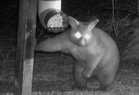 Infrared photograph of a possum guarding a bait feeder at night