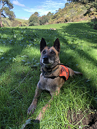 Photograph of a detection dog used as a surveillance tool for the management of wallabies in New Zealand.
