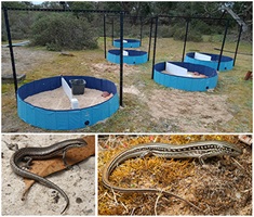 Photographs showing the lizard species and arena trial set-up used in the study.