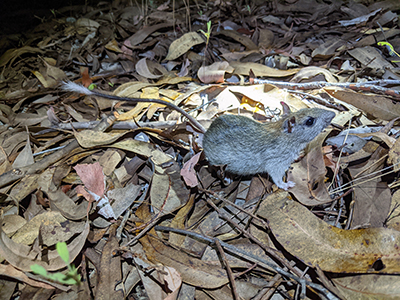 Photograph of a brush-tailed rabbit-rat