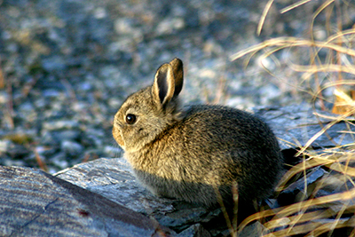 Photograph of the European rabbit, Oryctolagus cuniculus.