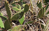 A photograph of an invasive cactus species in Australia.