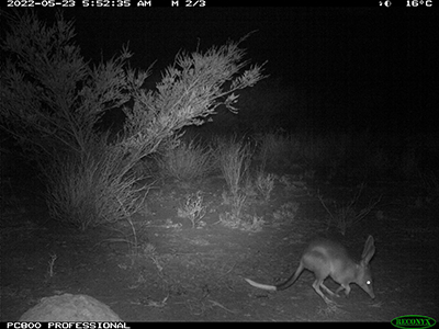 A photograph of a bilby (Macrotis lagotis) caught on camera in the northern Tanami Desert before planned fire management