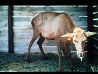 Photograph of a deer infected with chronic wasting disease