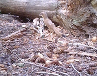 Photograph of a long-tailed weasel (Neogale frenata) next to a tree log on the forest floor