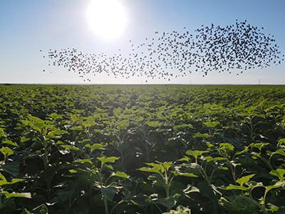 A photograph showing a blackbird flock above a sunflower field, where they can cause significant damage to the crop.