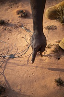 A photograph showing animal tracks that provide information on which animals have been present.