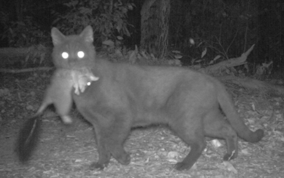 Photograph of a feral cat carrying a wambenger (brushtailed phascogale) in its mouth.