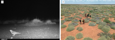 Photographs of a night parrot captured on camera-trap on the Ngururrpa IPA and night parrot habitat.