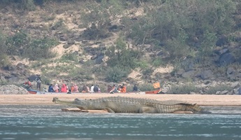 Photograph of a gharial basking on a sandy dune near river bank occupied by people.