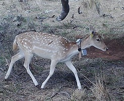 A photograph of a collared wild fallow deer.