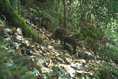 Feral cat (Felis catus) in Border Ranges National Park, New South Wales, Australia