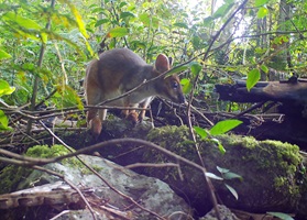 Photograph of rainforest habitat in South East Queensland, Australia is used by a diversity of mammal species.