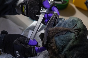 A photo of a flying-fox having its forearm length measured with a calliper.