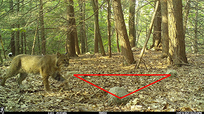 Photograph of a bobcat entering a detection zone in forest.